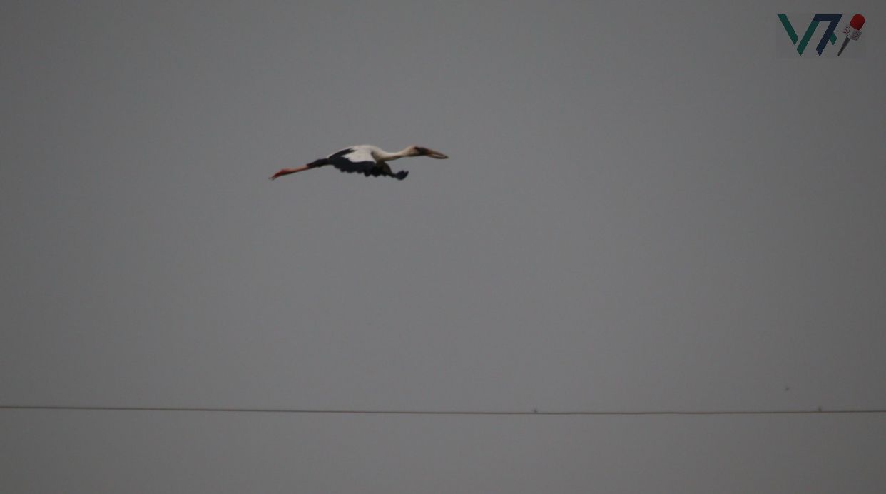 Shamukkhola birds adding beauty to Chalan Beel landscape. Photo: Voice7 News